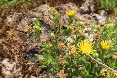 Grindelia glutinosa