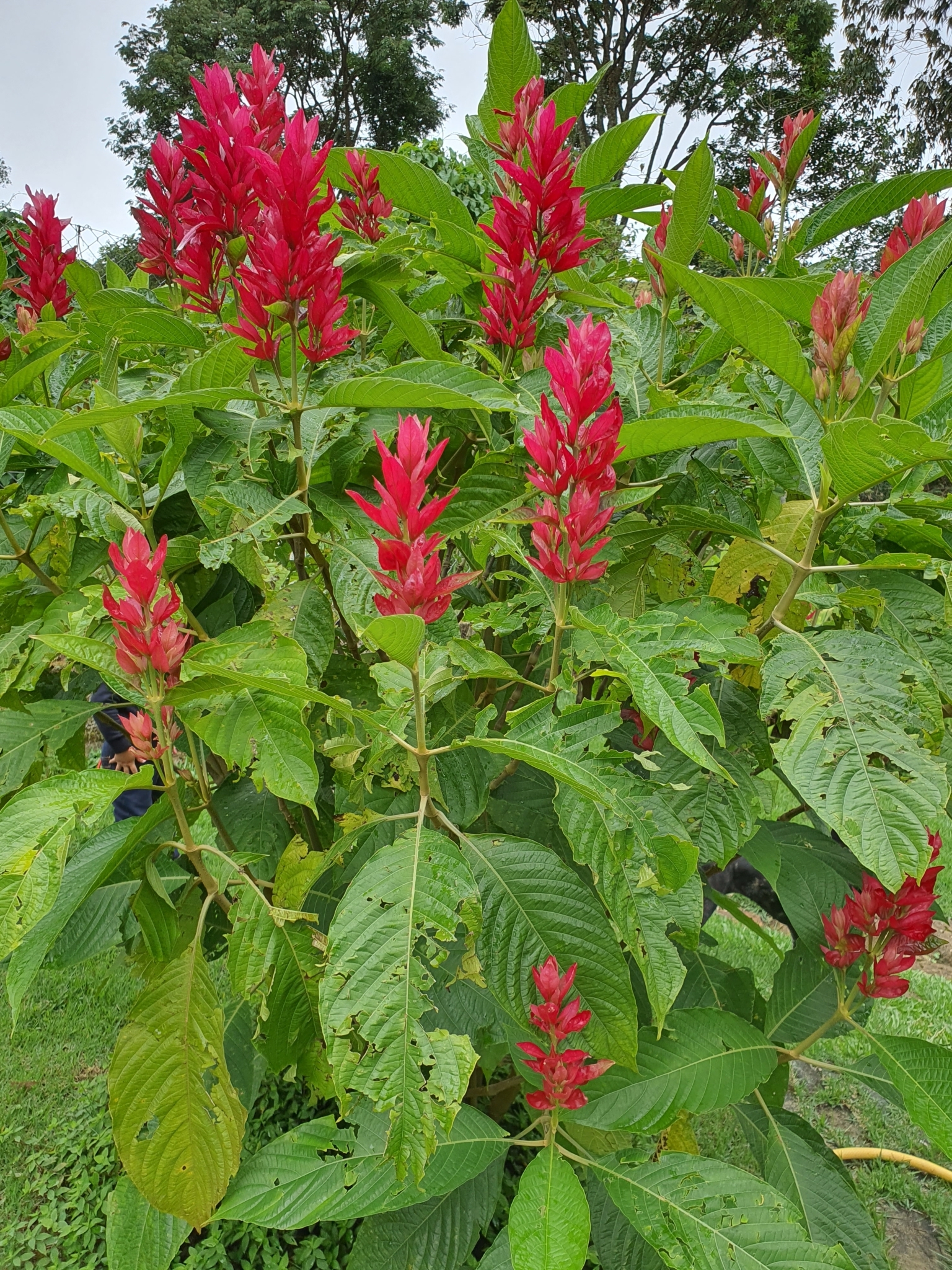 Megaskepasma erythrochlamys