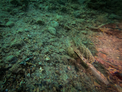 Dactylopus dactylopus