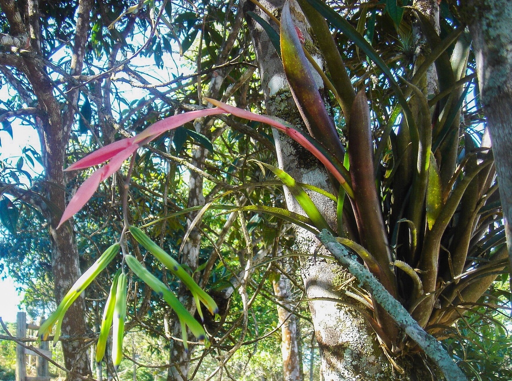 Billbergia distachia