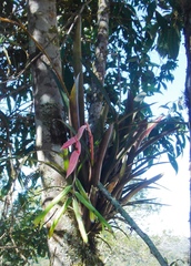 Billbergia distachia