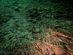 Dactylopus dactylopus