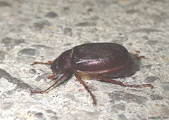 Phyllophaga rugosa