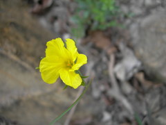Linum tauricum