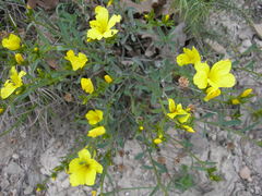 Linum tauricum