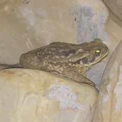 Rhinella diptycha