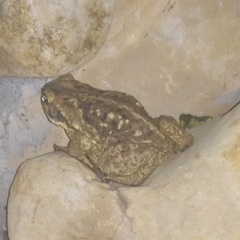 Rhinella diptycha