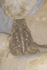 Rhinella diptycha