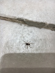 Steatoda triangulosa