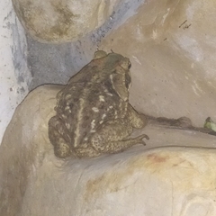 Rhinella diptycha