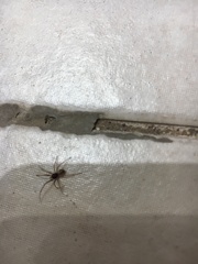 Steatoda triangulosa