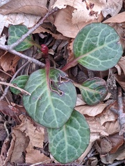 Pyrola americana