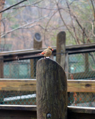 Cardinalis cardinalis