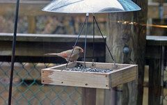 Cardinalis cardinalis