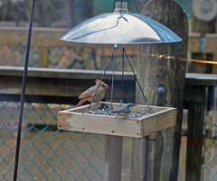 Cardinalis cardinalis