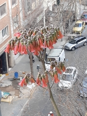 Kalanchoe delagoensis