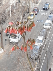 Kalanchoe delagoensis