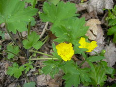 Ranunculus constantinopolitanus