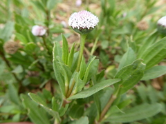 Spilanthes leiocarpa