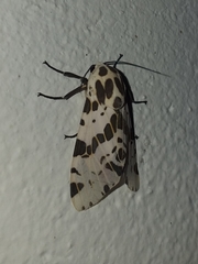 Hypercompe magdalenae