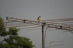 Pitangus sulphuratus