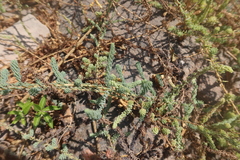 Suaeda foliosa