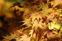 Acer palmatum