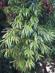 Podocarpus