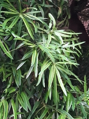 Podocarpus