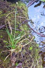 Carex nigricans