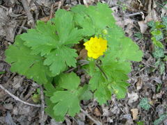 Ranunculus constantinopolitanus