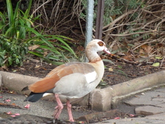 Alopochen aegyptiaca