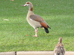 Alopochen aegyptiaca
