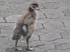 Alopochen aegyptiaca