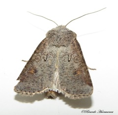 Noctuidae
