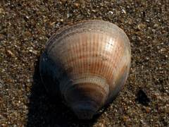 Laevicardium crassum