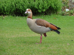 Alopochen aegyptiaca