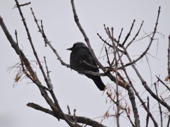 Corvus monedula