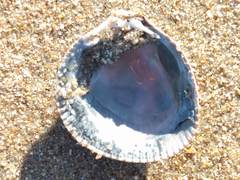 Laevicardium crassum