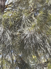 Casuarina cunninghamiana