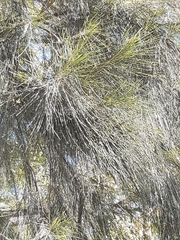Casuarina cunninghamiana