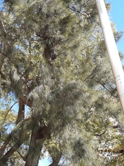 Casuarina cunninghamiana