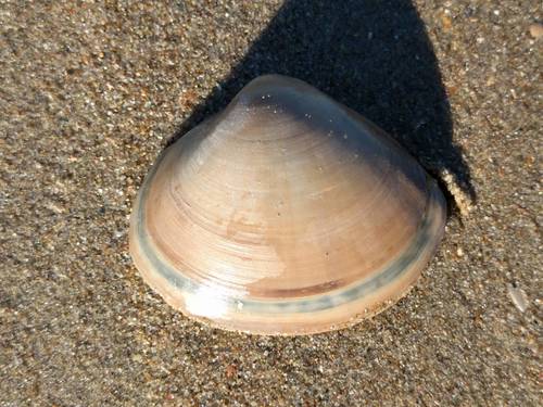 Rayed Trough Shell, Noordwijk, Zuid-Holland, Netherlands, photo 8 of 10