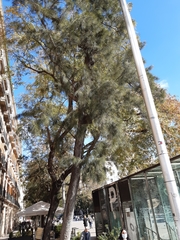 Casuarina cunninghamiana