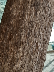 Casuarina cunninghamiana