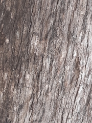 Casuarina cunninghamiana