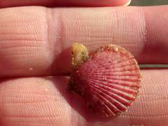 Aequipecten opercularis