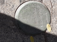 Casuarina cunninghamiana