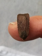 Conistra staudingeri