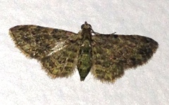 Chloroclystis mniochroa